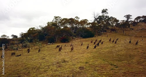 WILD KANGROOS HERD IN FIELD NSW AUSTRALIA DRONE CHASE BY TAYLOR BRANT FILM photo