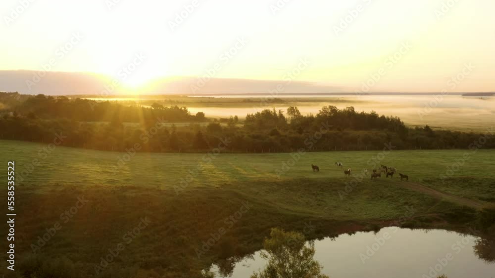 Scenic aerial view of horses grazing in a field at sunrise on a peaceful, country morning. Scenic aerial view of horses grazing in a field at sunrise on a peaceful, country morning.