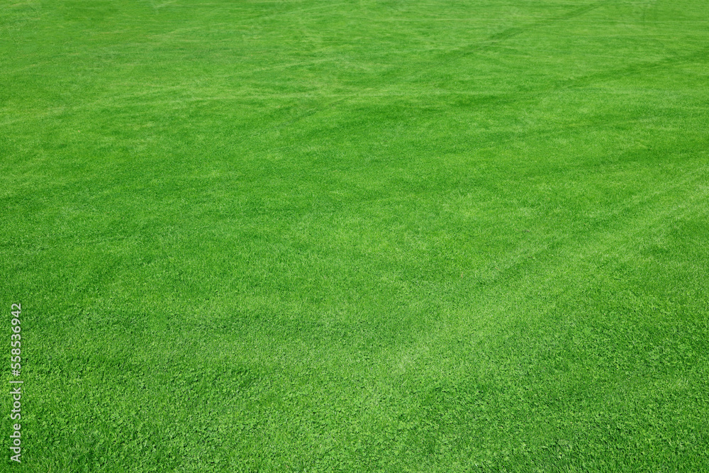 Beautiful view of green grass in garden on sunny day Beautiful view of green grass in garden on sunny day
