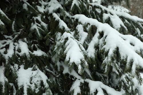 Fir tree covered with snow on winter day