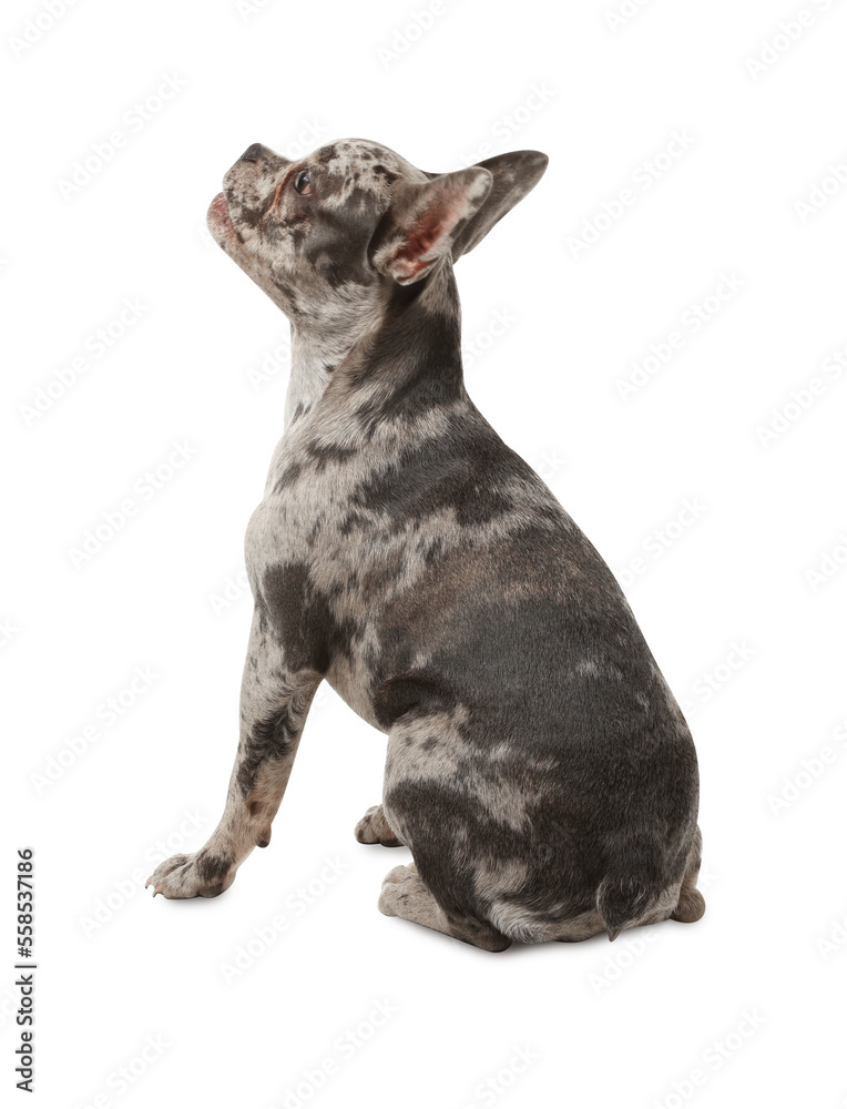 Obraz premium Cute French Bulldog sitting on white background