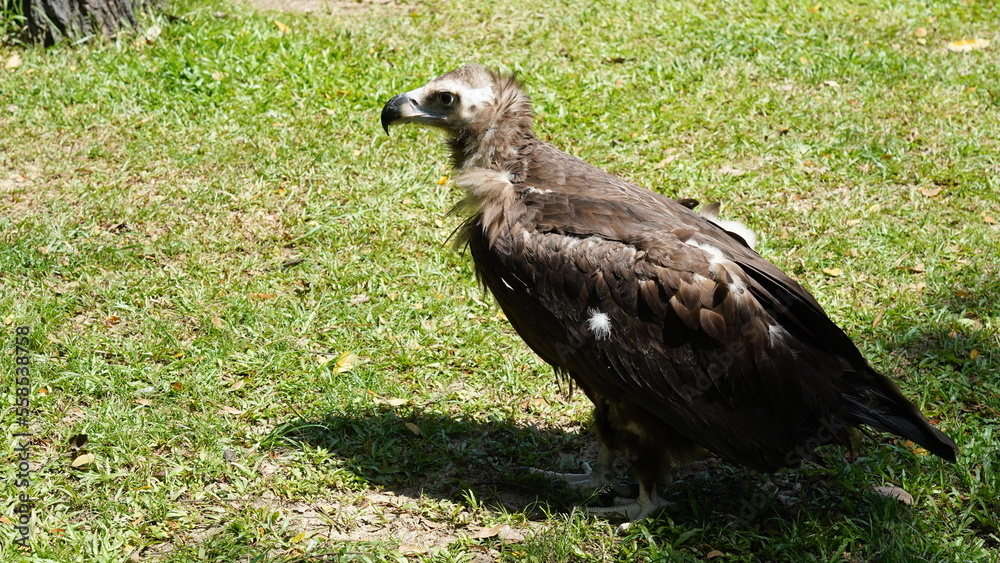 european black vulture|Aegypius monachus|黑兀鷲 european black vulture|Aegypius monachus|黑兀鷲