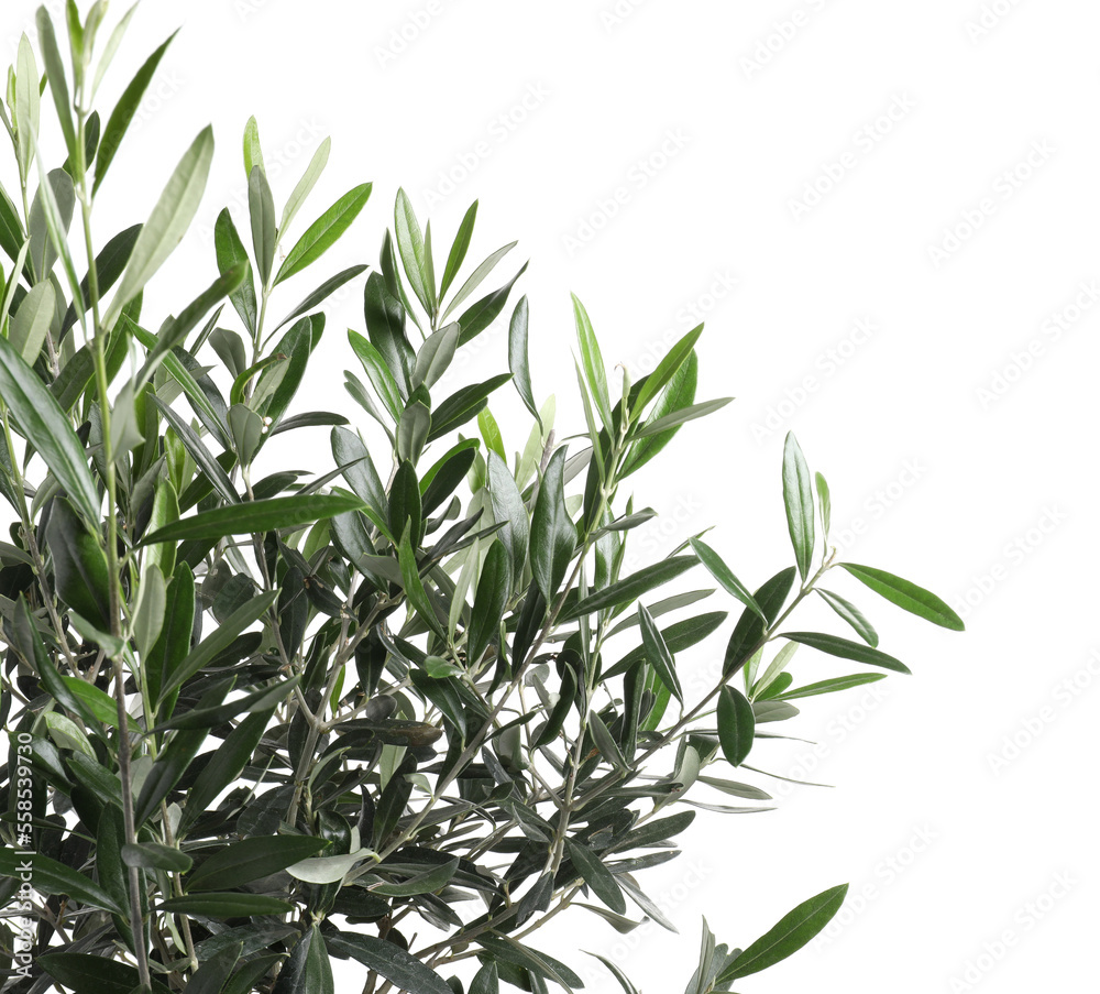 Obraz premium Beautiful young olive tree isolated on white, closeup