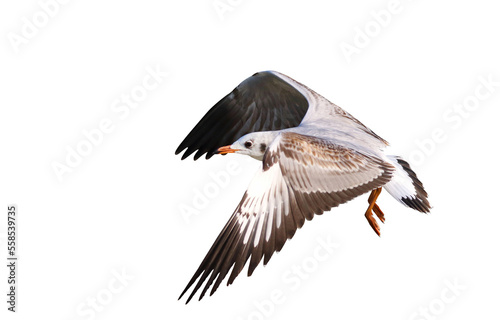 Beautiful seagull flying isolated on transparent background. © Passakorn