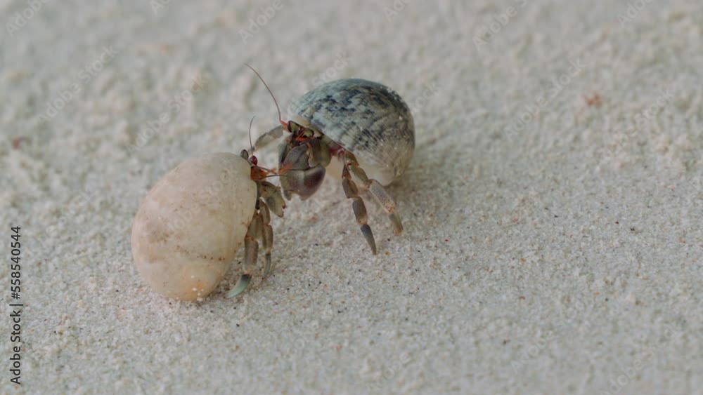 Close-up of two small arthropod mollusks actively communicating with each other with the help of red antennae. Meeting of two hermit crabs on the white sand of the seashore. Close-up of two small arthropod mollusks actively communicating with each other with the help of red antennae. Meeting of two hermit crabs on the white sand of the seashore.