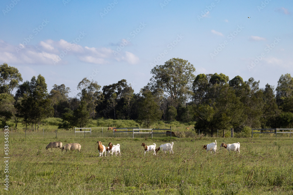 herd of cattle on the farm