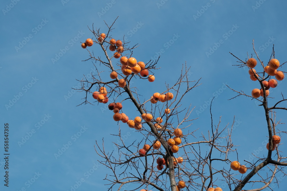 persimmon fruit on the branch. Persimmon tree with Ripe orange fruits in the autumn garden. Kaki plum tree, Japanese persimmon, Diospyros kaki Lycopersicum persimmon fruit on the branch. Persimmon tree with Ripe orange fruits in the autumn garden. Kaki plum tree, Japanese persimmon, Diospyros kaki Lycopersicum