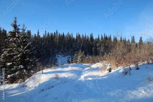 winter forest in the snow, Whitemud Park, Edmonton, Alberta © Michael Mamoon
