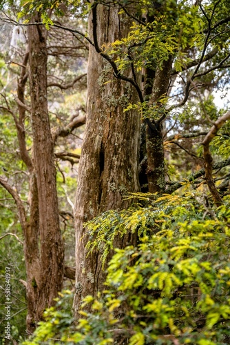 Tasmanian myrtle in the rainforest