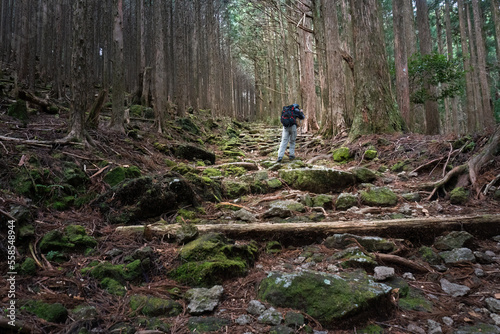 Tourist walking the Kumano Kodo trail with tree roots covering the track surface. Kumano Kodo is a series of ancient pilgrimage routes that crisscross the Kii Hanto peninsula of Japan.