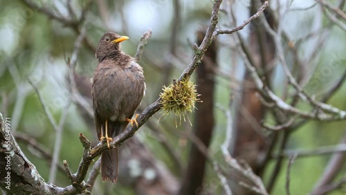 Chiguanco thrush (  Turdus chiguanco) perching on a brach on a rainy day while grooming its wet feathers. Slow motion, Argentina. photo