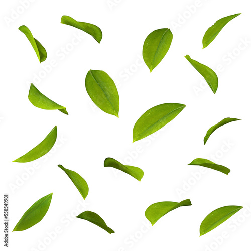 Cut out leaves foliage movement falling shapes 3d rendering png file