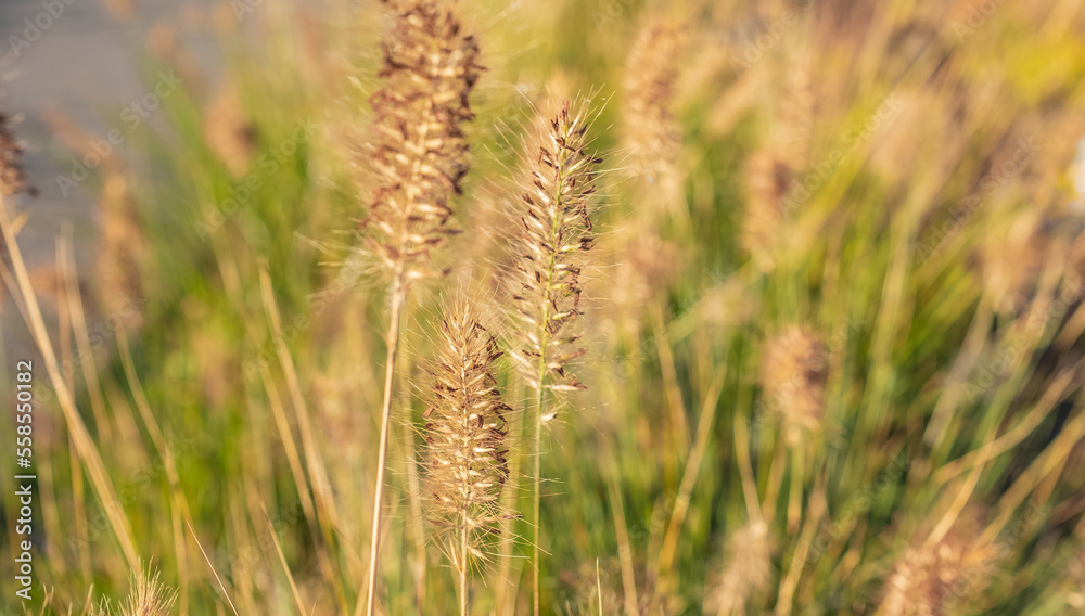 Crimson fountain grass growing on a field outdoors. Perennial buffelgrass blossoming in nature on a sunny day in nature