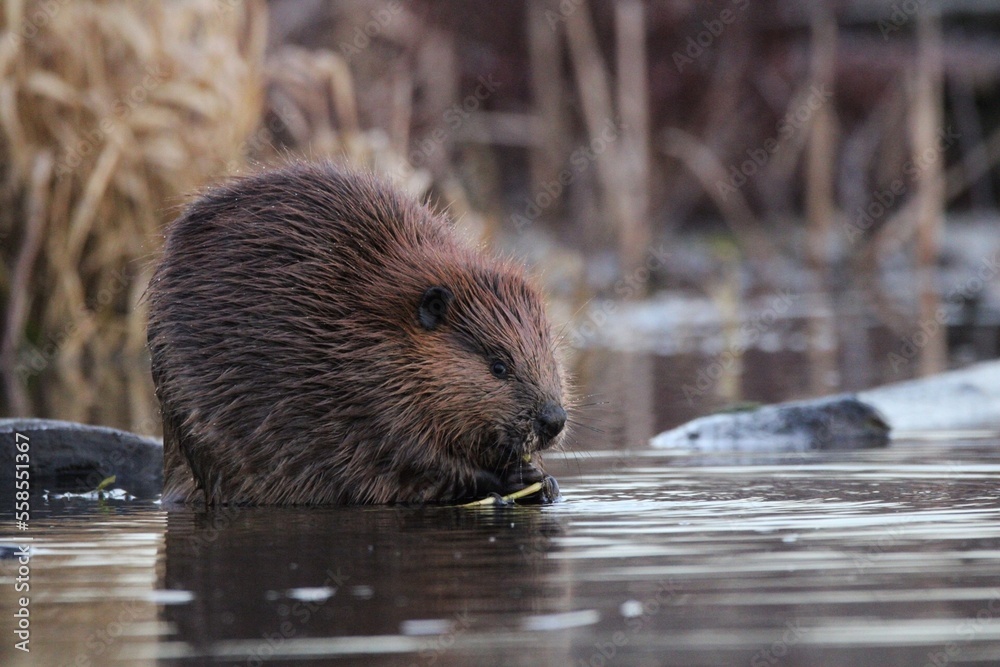 Beaver eating breakfast