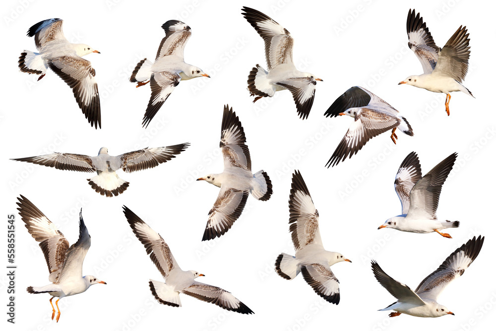 Fototapeta premium Set of seagulls flying isolated on transparent background.