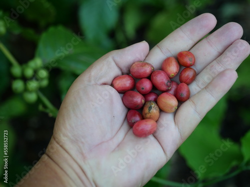 Ripe red coffee cherry beans on hand with green leaf tree plantation in background, Farmer harvesting fruit at farm
