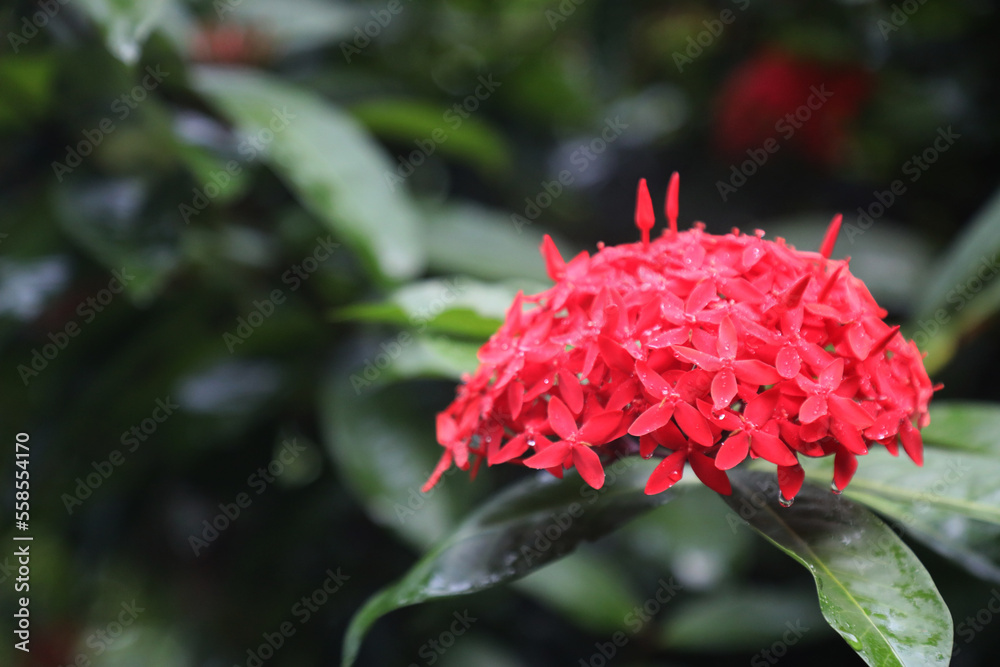 Red Ixora flower (Spike flower or Ixora coccinea flower) Red Ixora flower (Spike flower or Ixora coccinea flower)