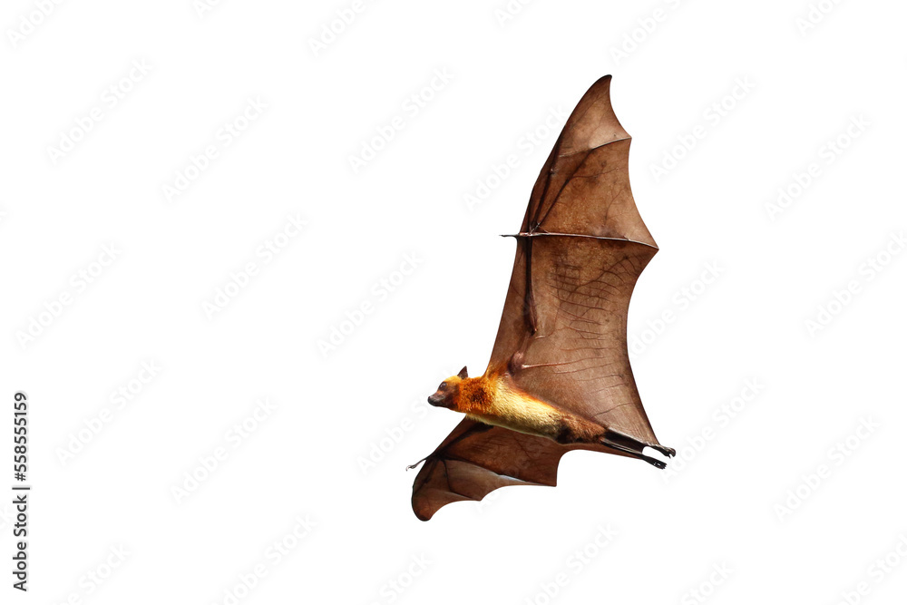 Fototapeta premium Bat flying isolated on transparent background. 