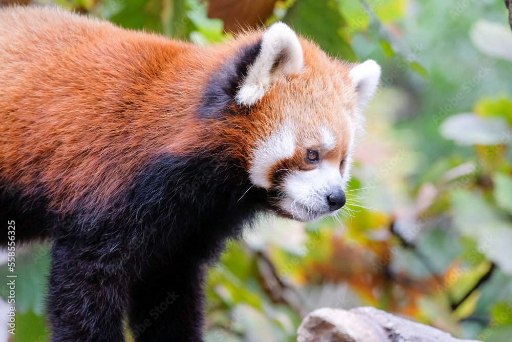 Fototapeta premium レッサーパンダ