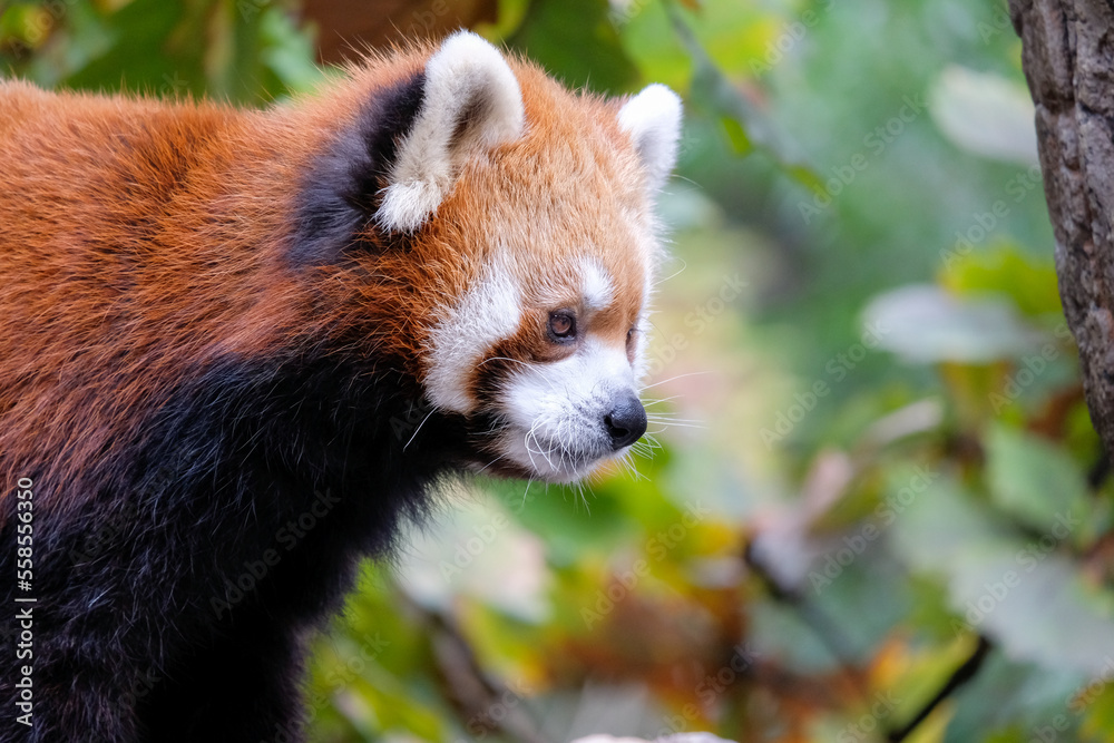 Fototapeta premium レッサーパンダ