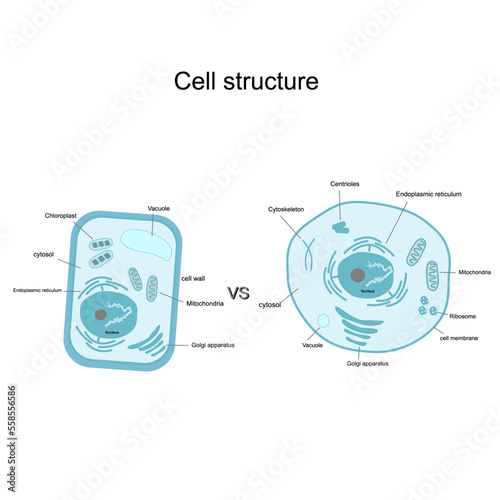 The picture represents the difference of cell structure and important organelle in plant and animal cell  that showing in blue and white concept.