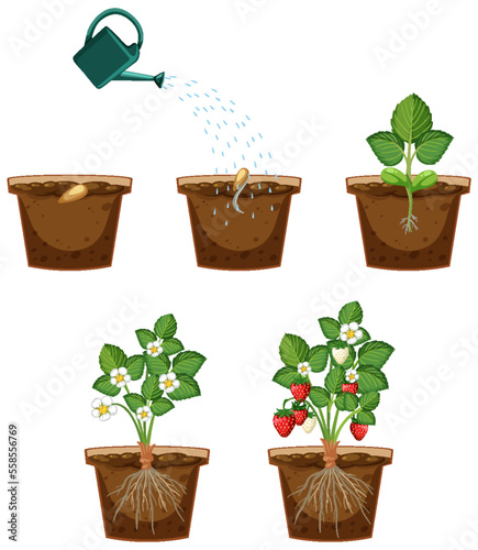 Life cycle of a strawberry plant diagram