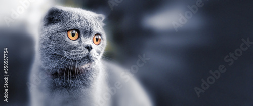 Scottish Fold cat. Portrait with defocused background.