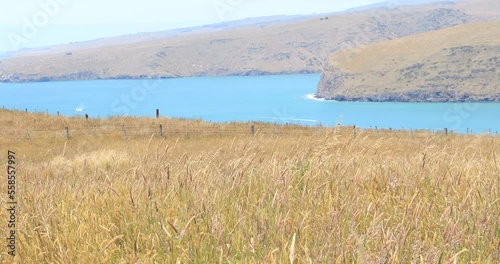 Landscape on a meadow and a bay of the Pacific Ocean in New Zealand. Travel photo