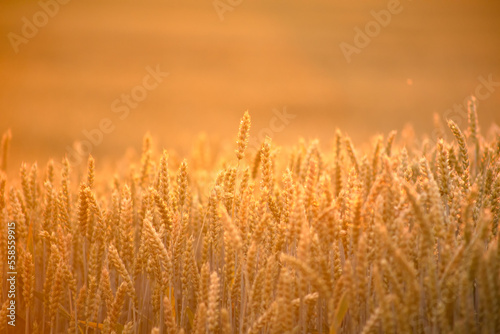 Golden ears of wheat on the field. Grain agricultural crops. Beautiful rural landscape.