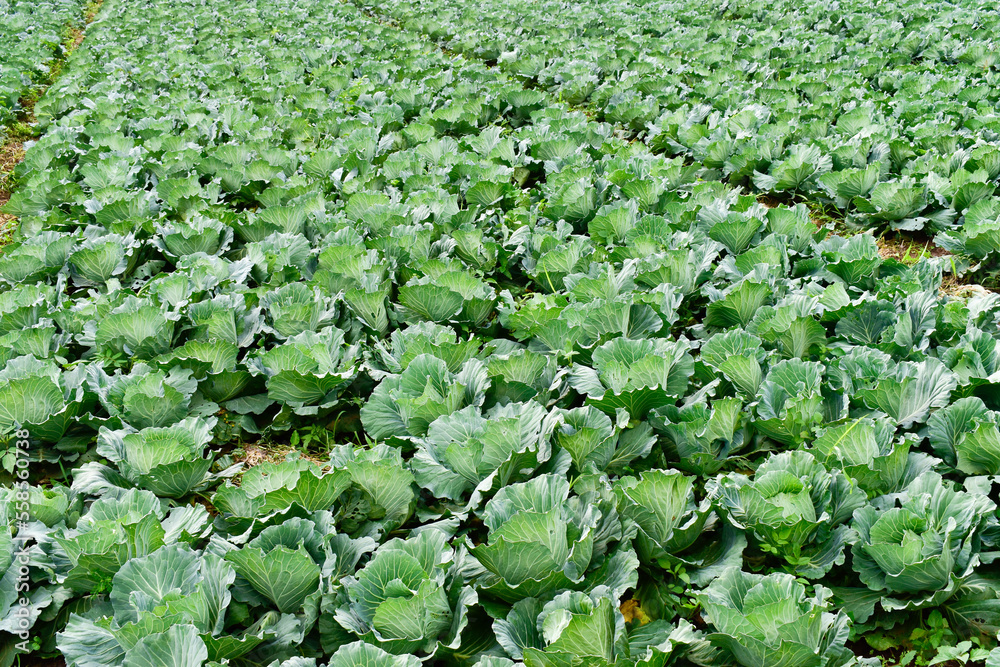 Cabbage plant field. Green cabbage plantation in the soil. Cabbage plant field. Green cabbage plantation in the soil.