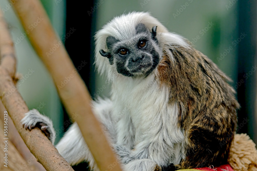 Cotton-top Tamarins Cotton-top Tamarins