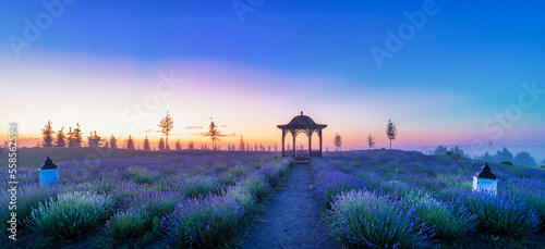 Lavender fields with decorations. Great places for photo shoots.