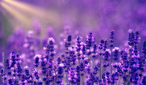 Lavender flowers, abstract natural background. close up