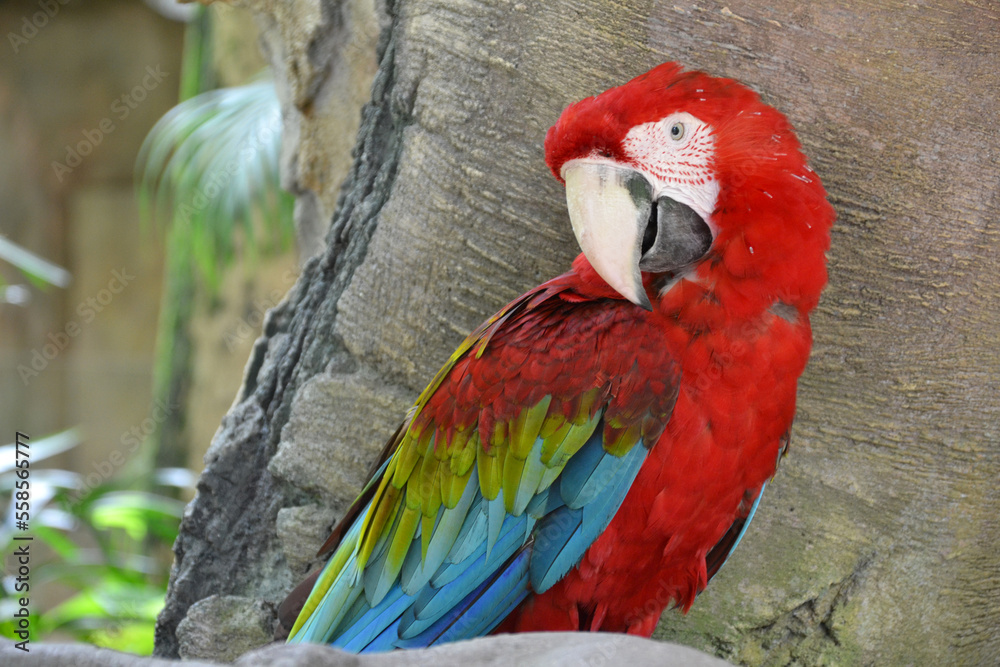 Obraz premium red parrot in zoo, nature reserve 