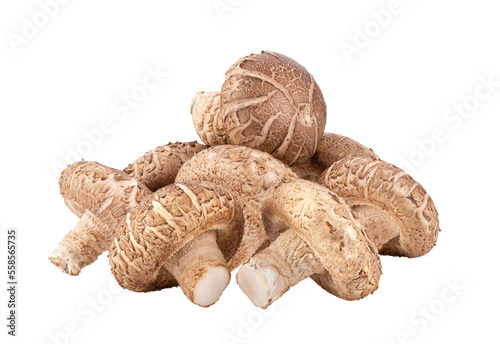 Bild auf Leinwand shiitake isolated on transparent png