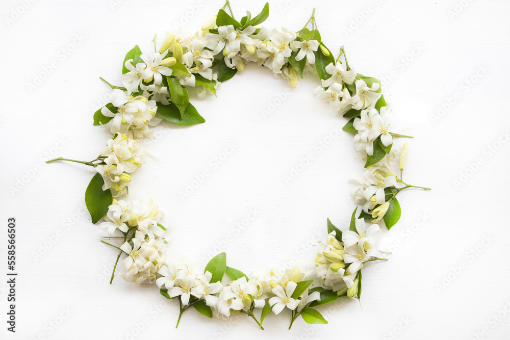 white flower jasmine local flora of asia arrangement circle flat lay postcard style on background white white flower jasmine local flora of asia arrangement circle flat lay postcard style on background white