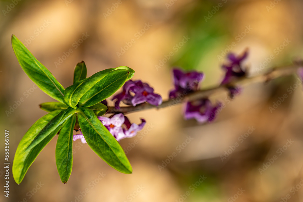 Daphne mezereum flower growing in forest Daphne mezereum flower growing in forest