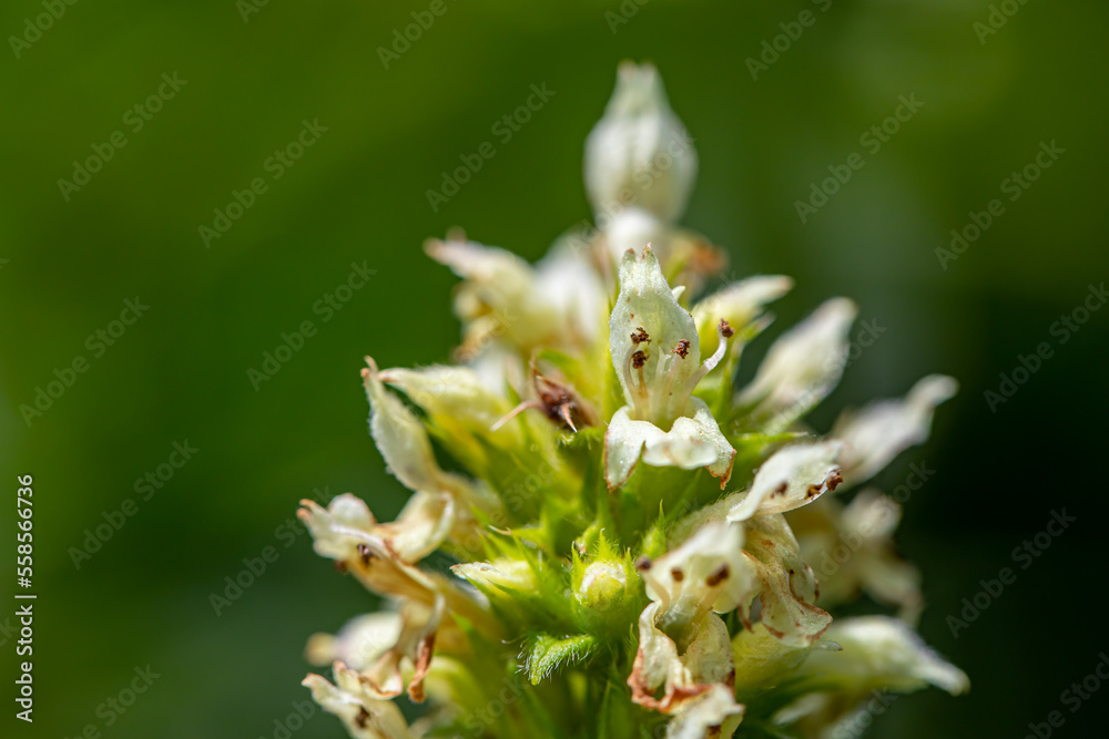 Betonica alopecuros flower growing in mountains Betonica alopecuros flower growing in mountains