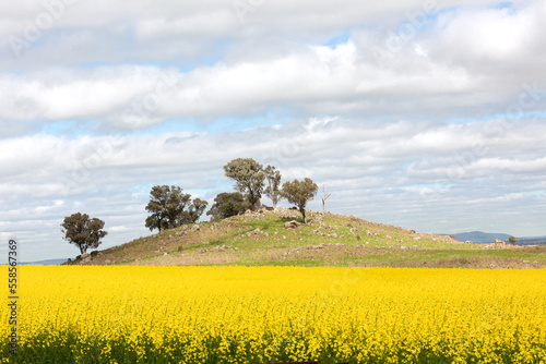 Canola field at the bottom on a small rocky hillside in rural Australia