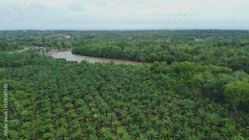 Drone view of oil palm fields and river in Rompin Pahang, Malaysia photo