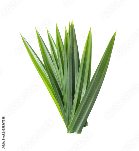 pandan leaves isolated on transparent png photo