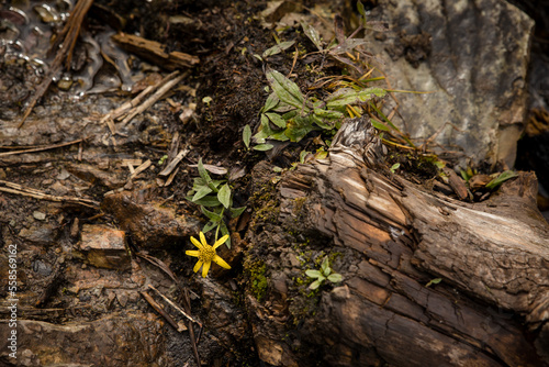 Wallpaper Mural Yellow flowers growing out of fallen tree Torontodigital.ca