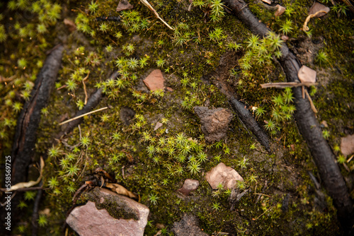 New plant growth on the forest floor after a forest fire