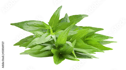 Kariyat or Andrographis paniculata  green leaves on transparent png