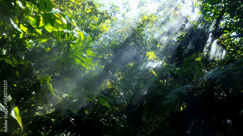 The Tropical jungle with  green of the nature as sun beam and mist-foggy in the morning at the  garden