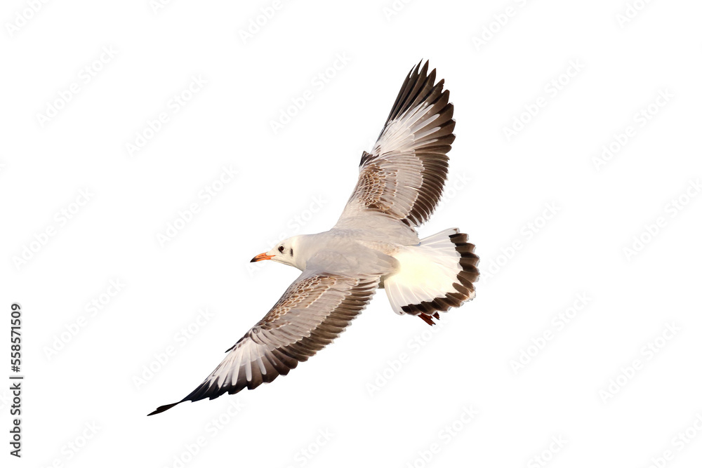 Obraz premium Beautiful seagull flying isolated on transparent background.