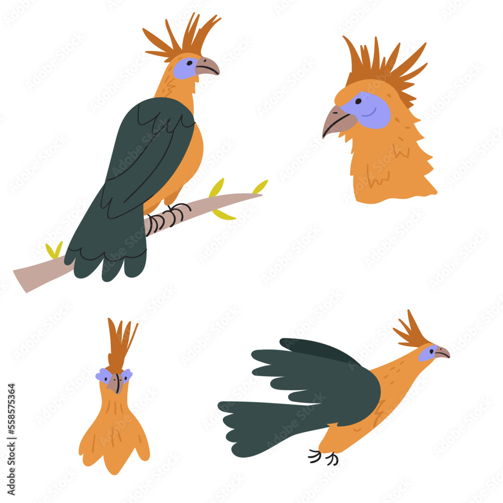 Naklejka premium Collection of hoatzins. Flat hand drawn illustrations on white background. 