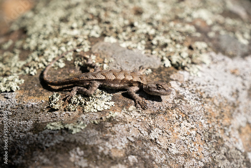 lizard on the stone © John