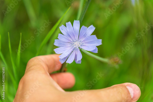 Blue flowers of natural chicory in summer floral background. Cichorium intybus