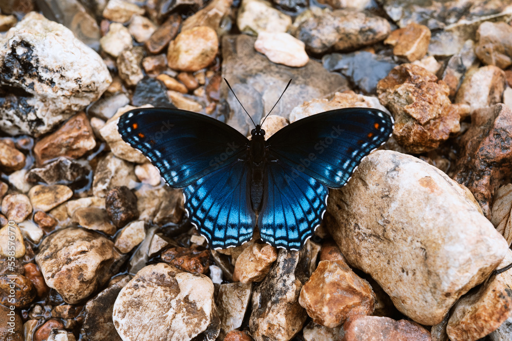 butterfly on rocks